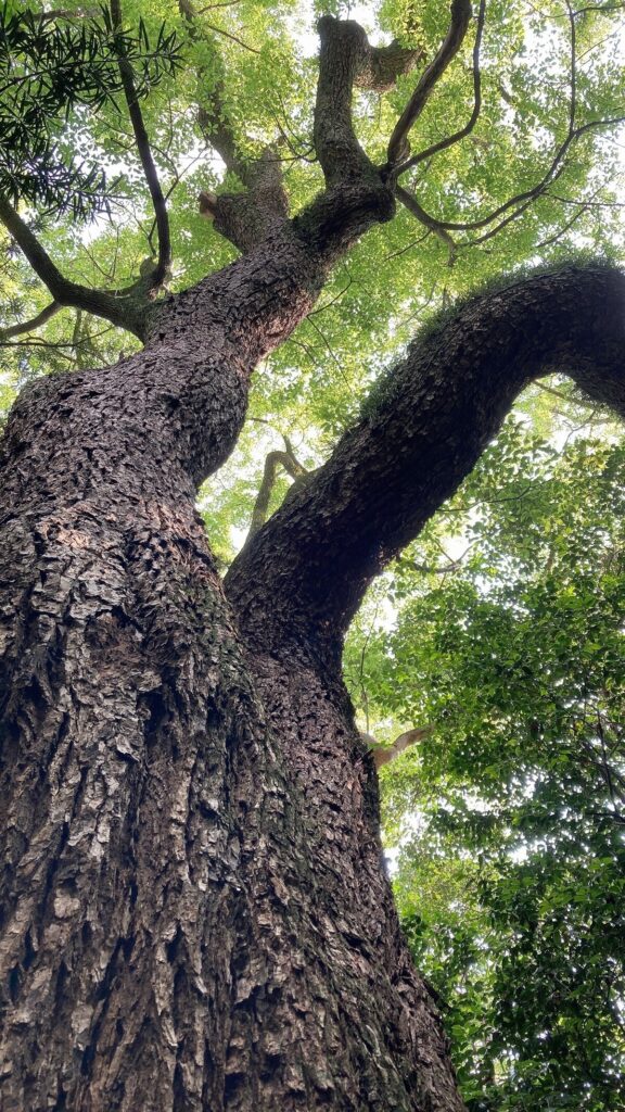 第5回えびすフォトコンテスト入賞「えびすの森に佇む戦火を乗り越えた大楠」