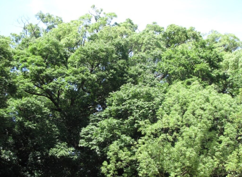 兵庫県指定天然記念物「西宮神社・えびすの森」